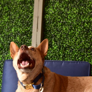 Heeler Capri Martingale laminated cotton smile