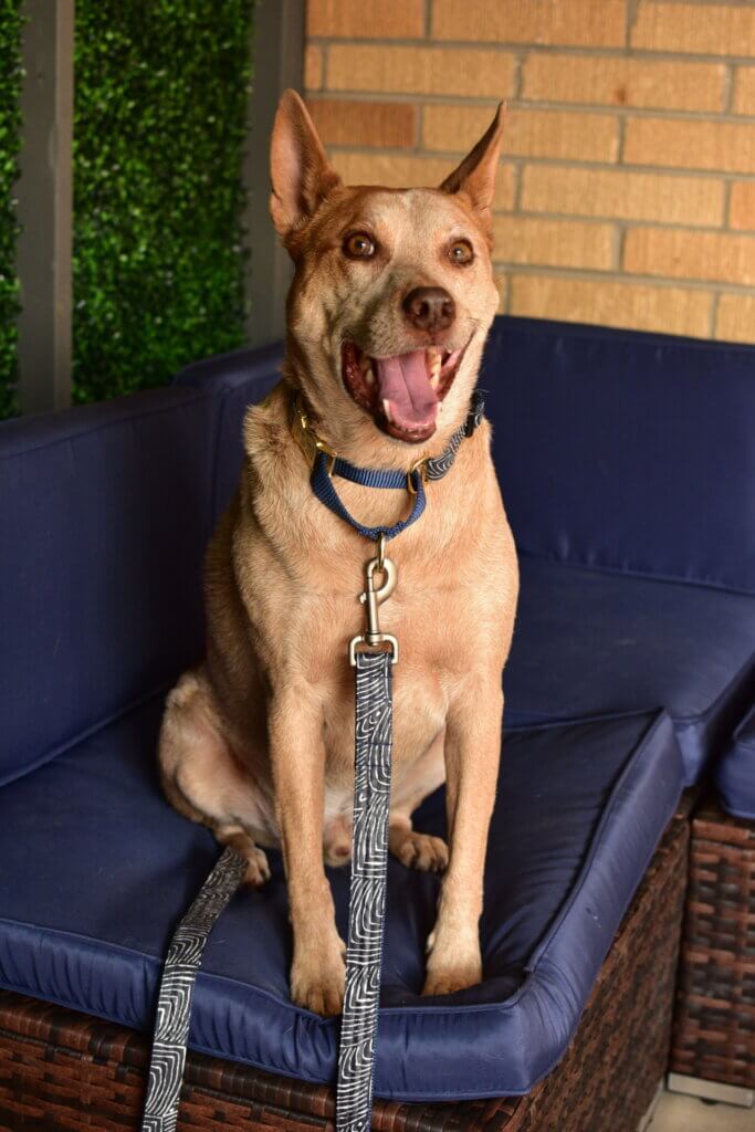 Heeler in laminated cotton capri