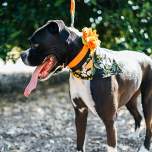 boxer in biothane collar and traffic lead