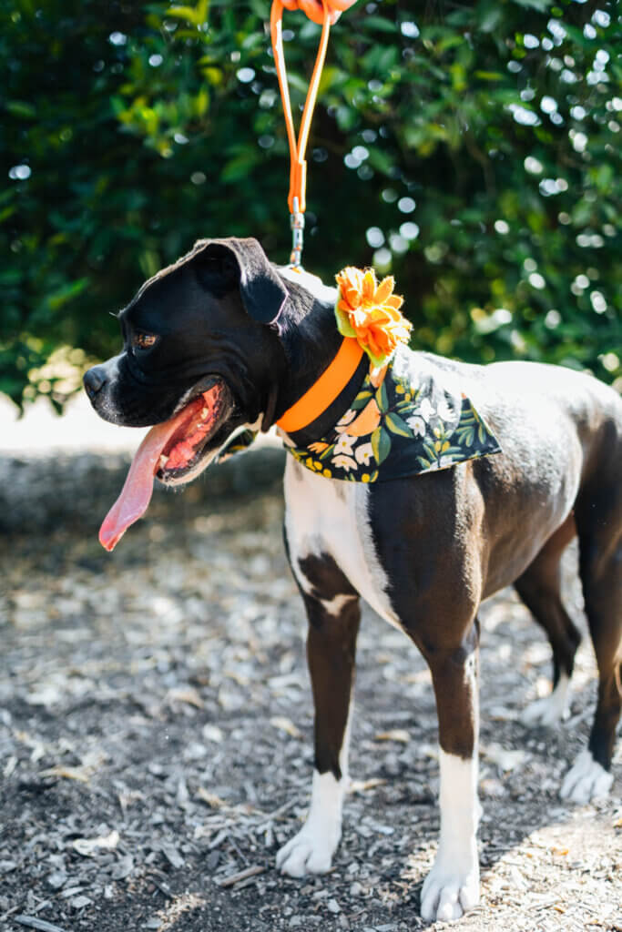 boxer in biothane collar and traffic lead