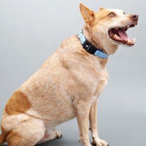 red heeler in fi series 3 herringbone