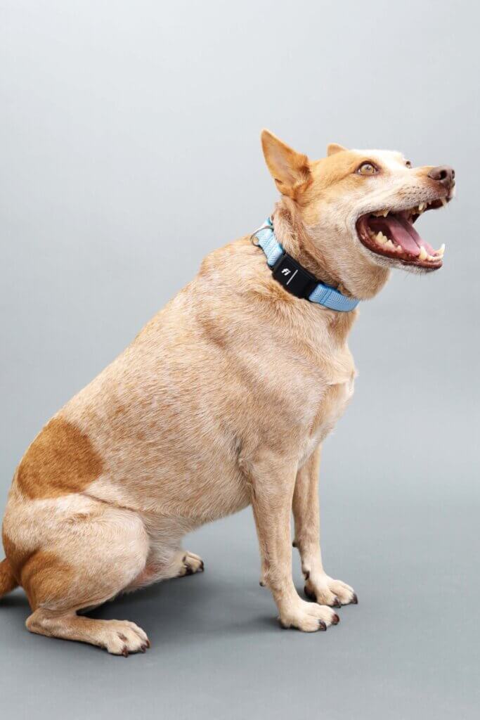 red heeler in fi series 3 herringbone