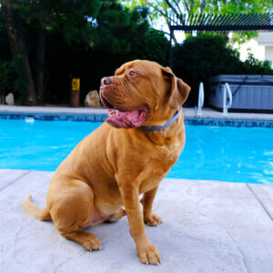 mastiff frank Capri laminated big dog collar