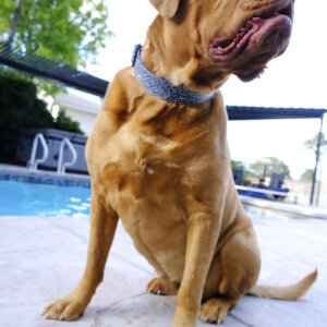 mastiff frank blue laminated big dog collar