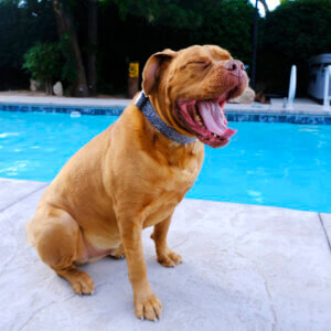 mastiff frank blue laminated big dog collar capri