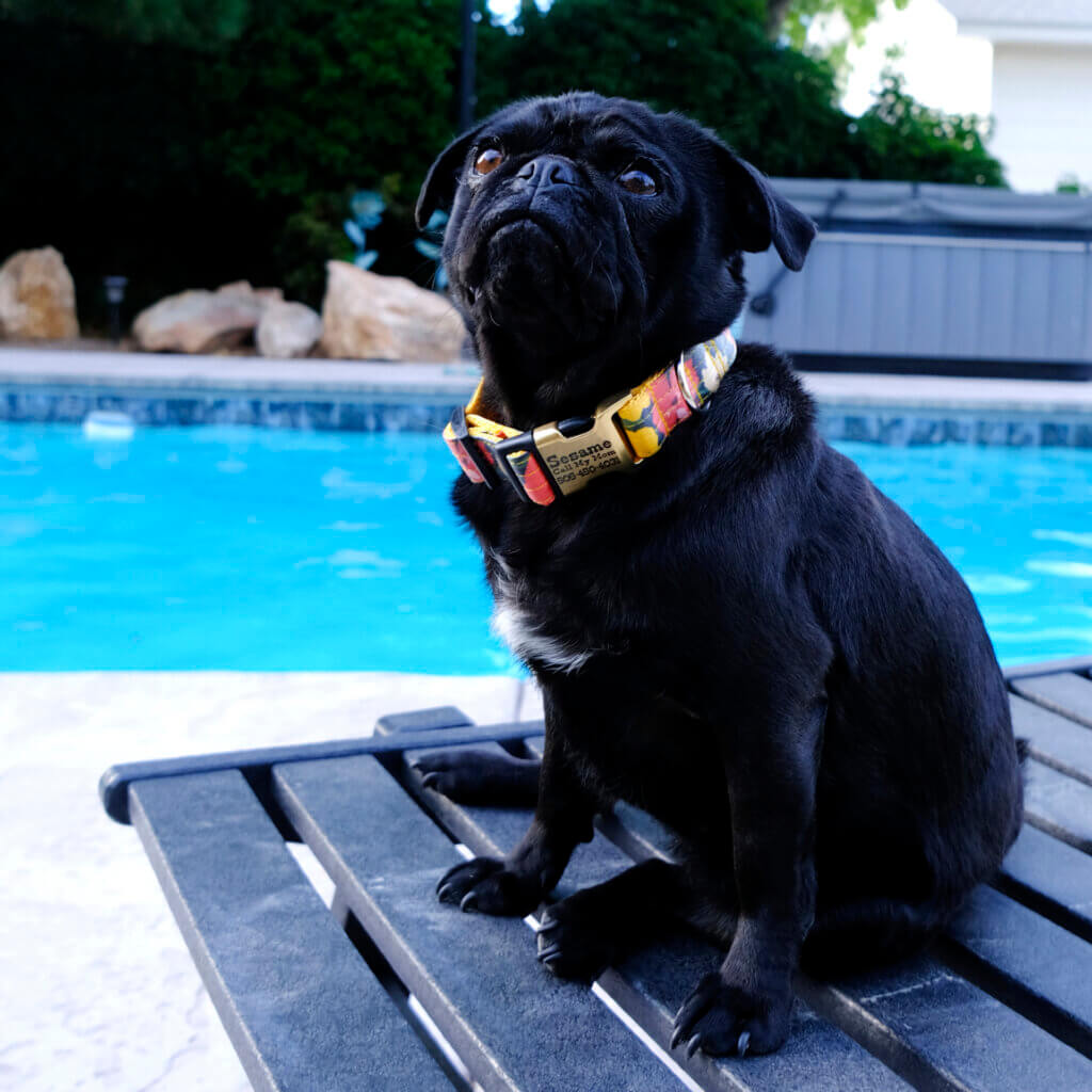pug engraved dog collar meadow