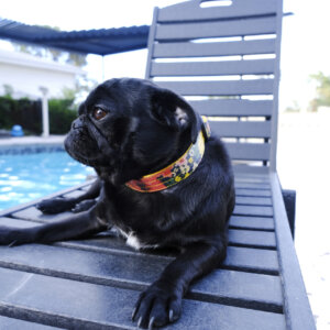 pug meadow dog collar personalized