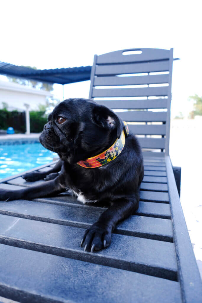 pug meadow dog collar personalized