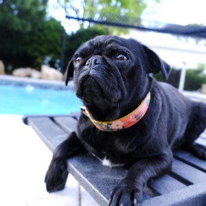 pug meadow floral laminate dog collar