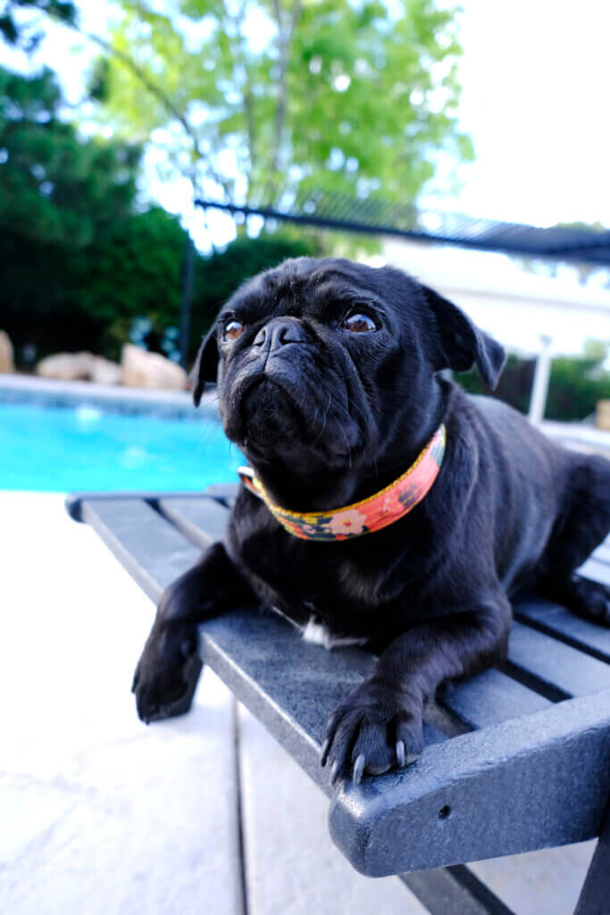 pug meadow floral laminate dog collar
