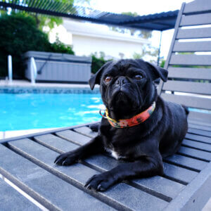 pug meadow laminated id collar