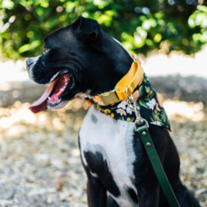 Boxer hazel martingale
