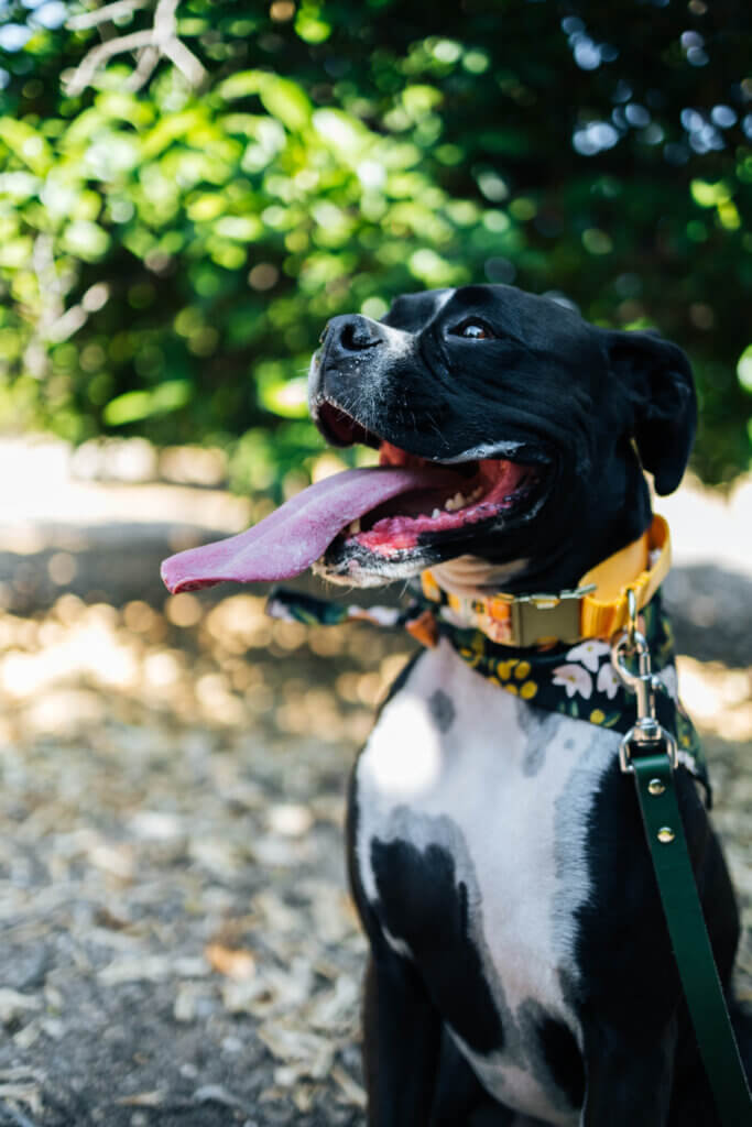 Boxer voile martingale hazel