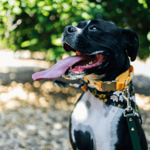 Boxer voile martingale hazel square