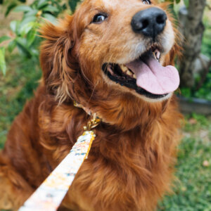 Brody the golden in new pattern leash
