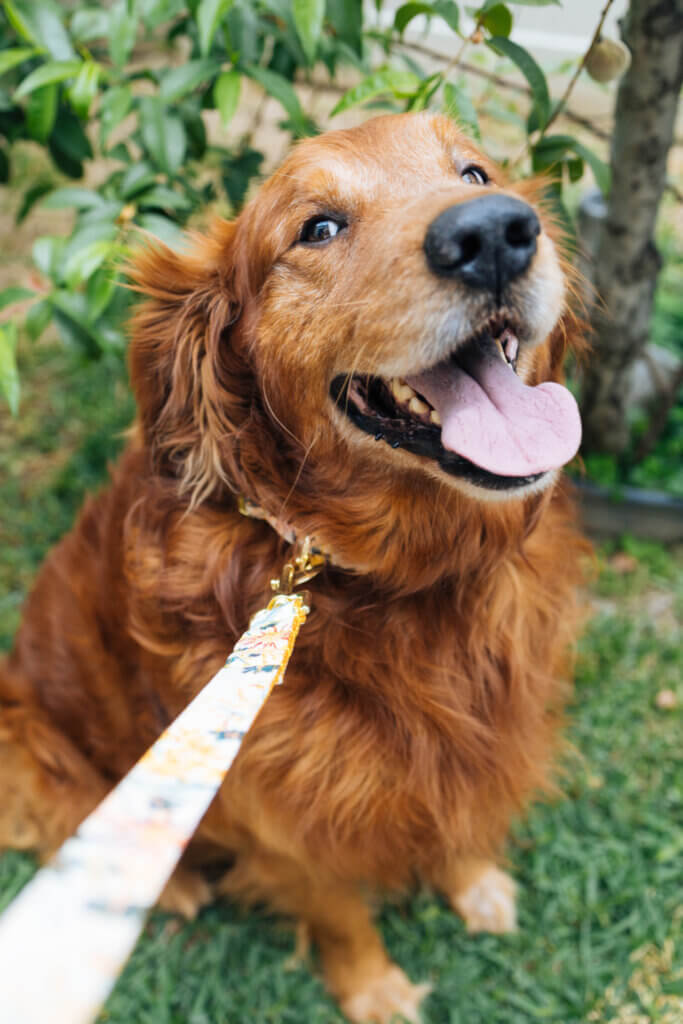 Brody the golden in new pattern leash