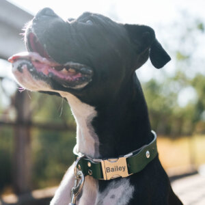 Green leather collar boxer