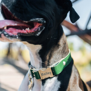 Green leather dog collar close up