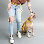 Hands Free Dog Leash - Convertible Waterproof Biothane Dog Lead (22 Colors)