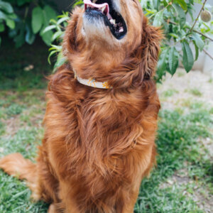 Hazel on golden
