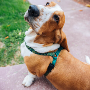 Jungle dog harness basset hound