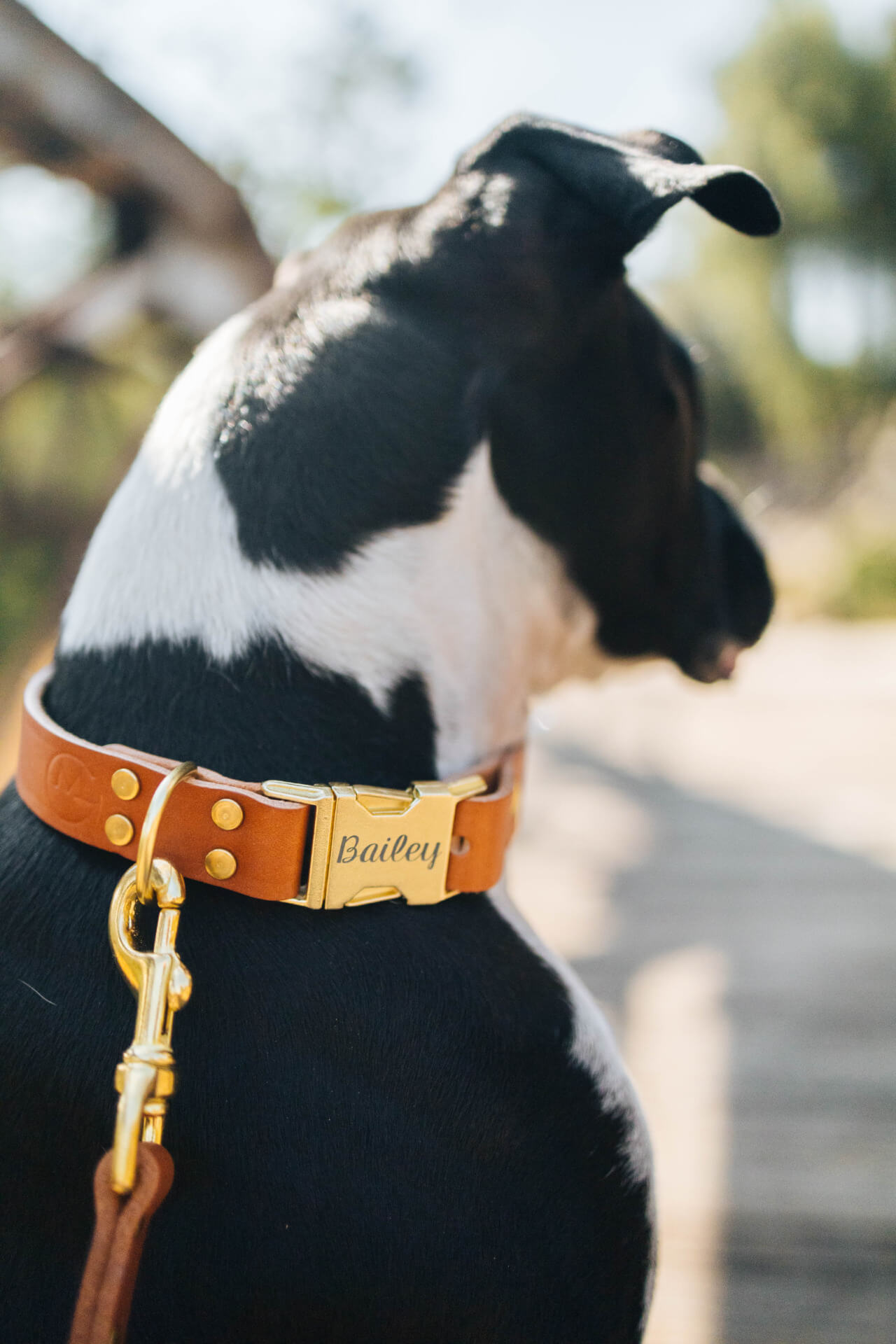 Leather dog collar tan engraved