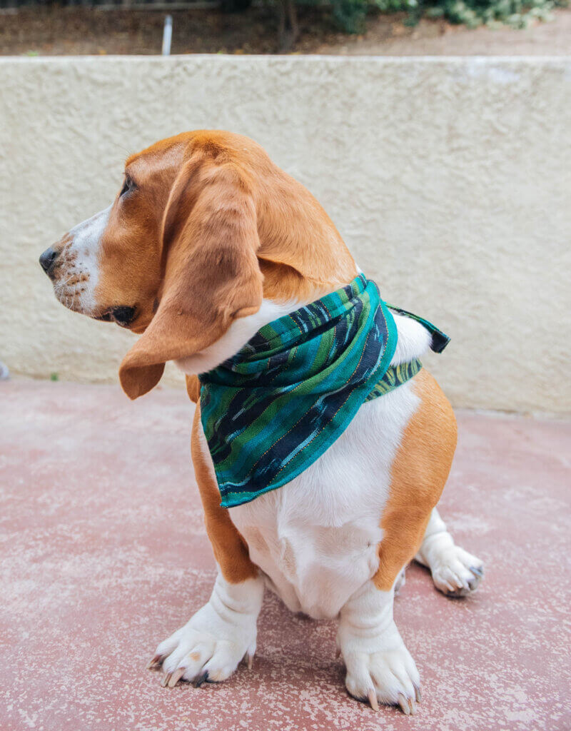Palmo bandana on basset hound
