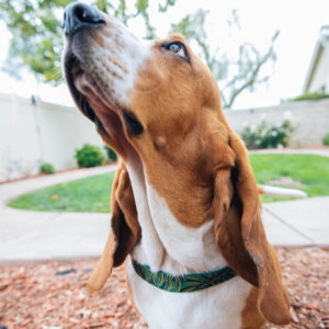 basset hound voile harness