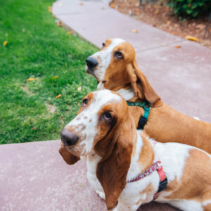 basset hounds side easy on harness