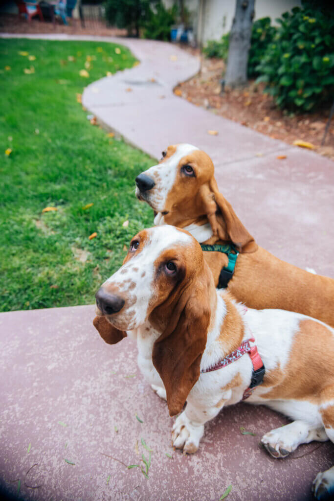 basset hounds side easy on harness