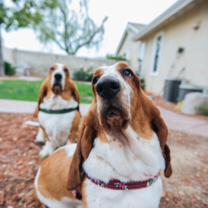 basset posey harness