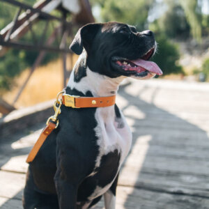 boxer in leather collar and leash
