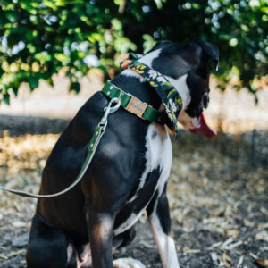 green leather boxer