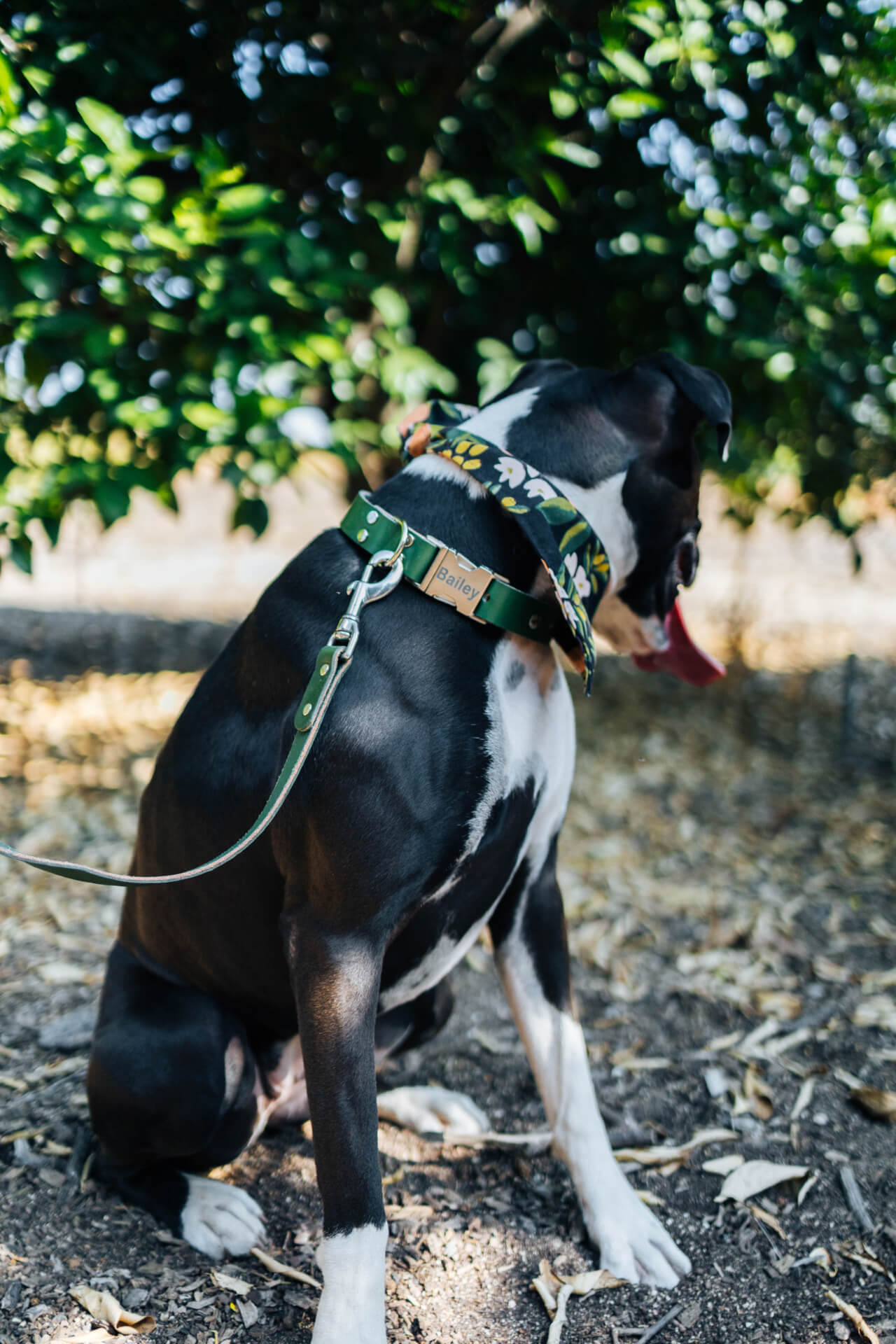 green leather boxer