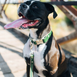 green leather dog collar on boxer