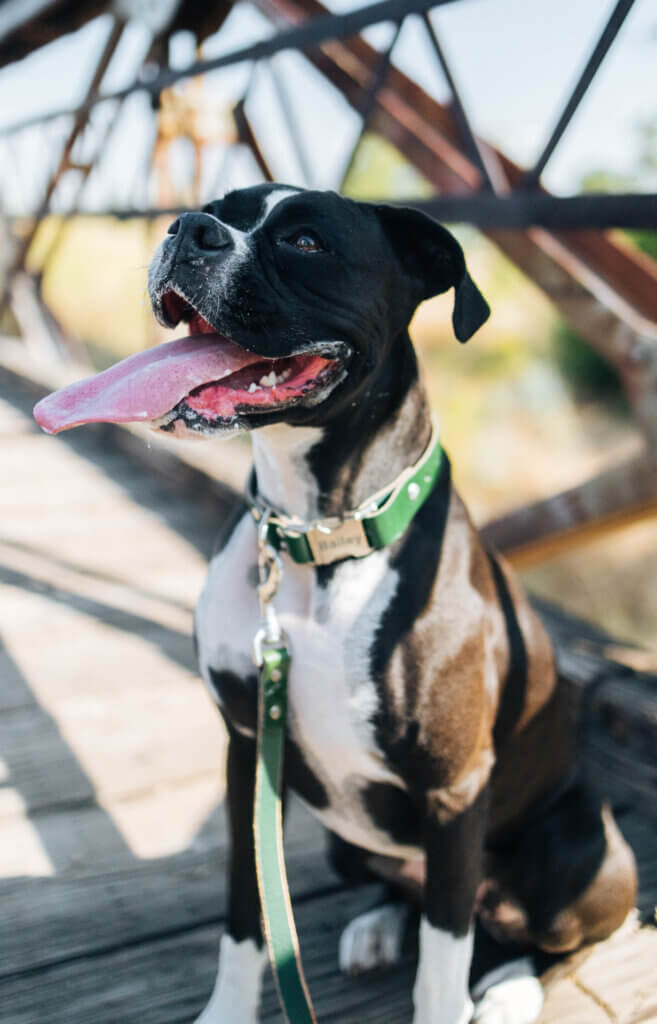 green leather dog collar on boxer