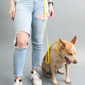 hands free leash waist demo