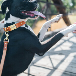 leather collar boxer engraved