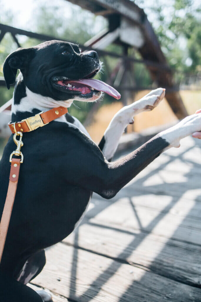 A black dog wearing a brown leather leash and collar whole standing on a bridge