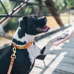 leather collar boxer shake