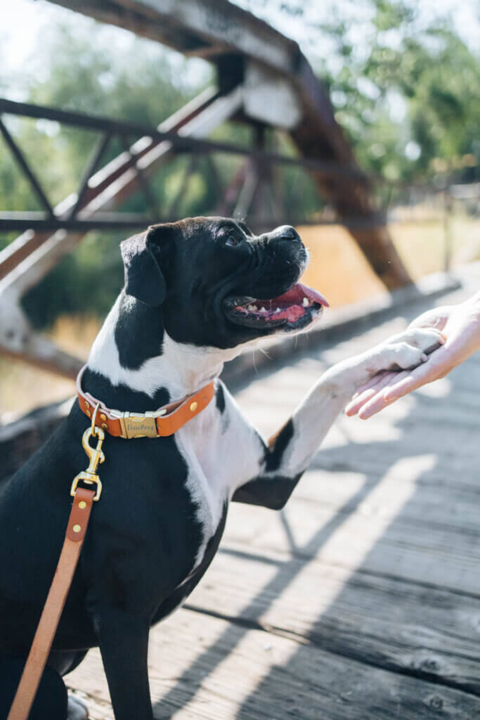 leather collar boxer shake