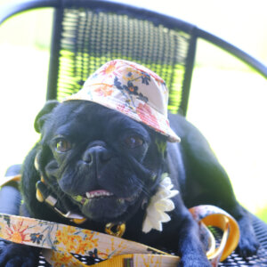 pug dog collar yellow floral Hazel