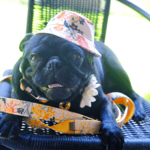 pug dog hat in hazel dog collar square