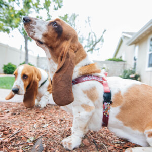 side view basset hounds harness