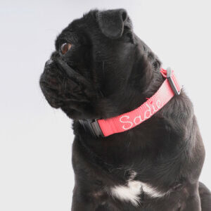 embroidered fi dog collars pug