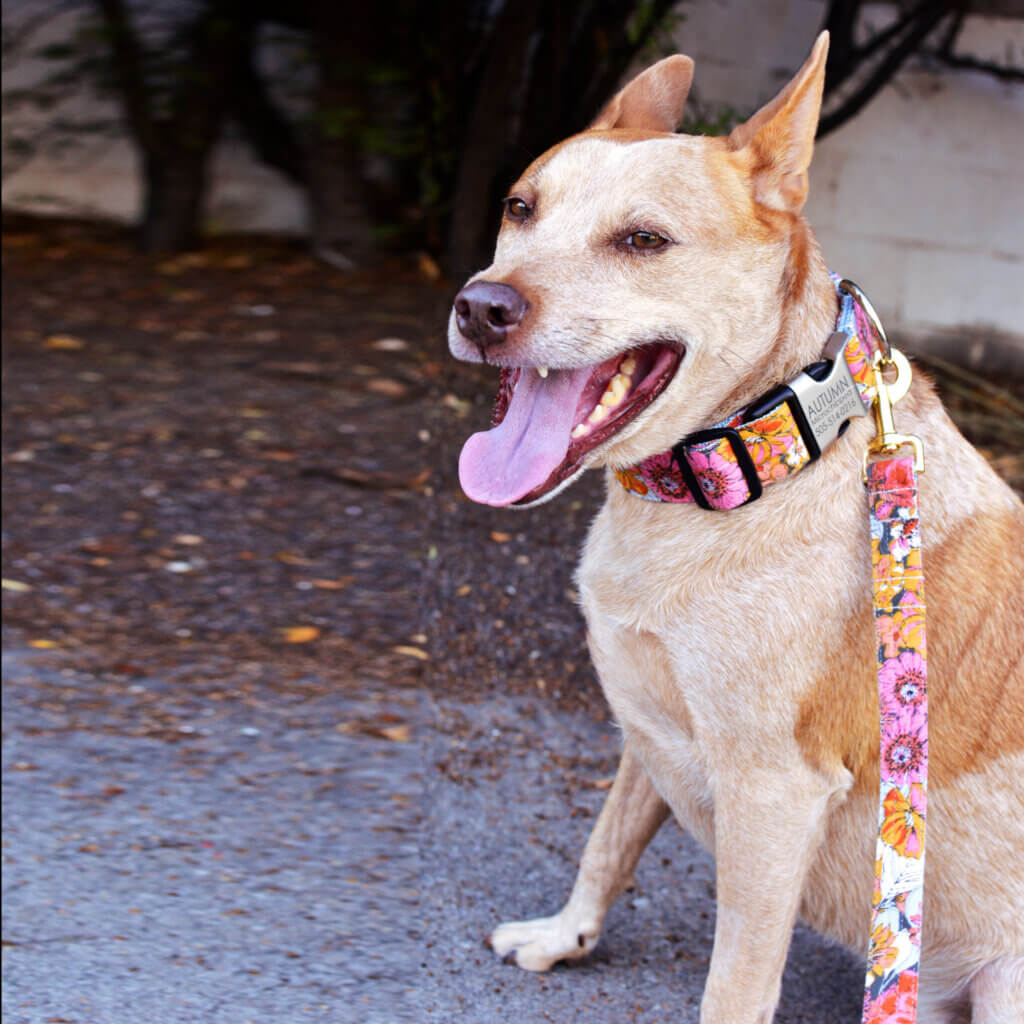 Fox Autumn Flannel Wide collar