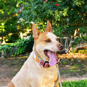 Fox floral flannel dog collar tongue out
