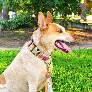 Heeler Autumn Flannel dog collar