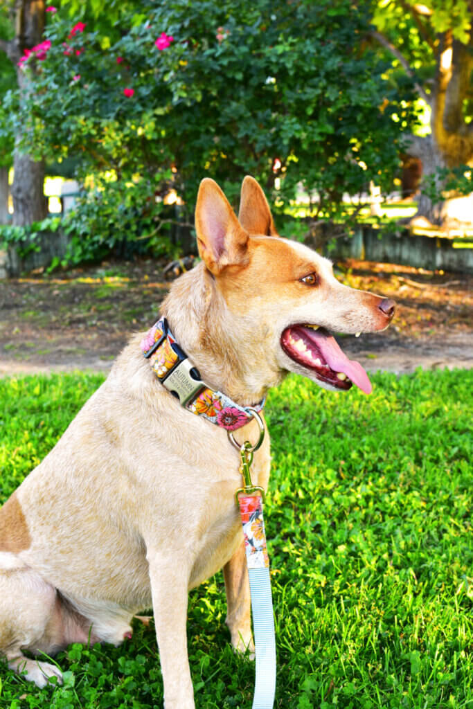 Heeler Autumn Flannel dog collar