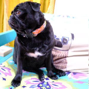 fi dog collar floral pug autumn